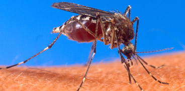 Febbre del Nilo zanzara