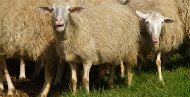 animali pecore